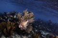   lion fish hunting food reef Belize  